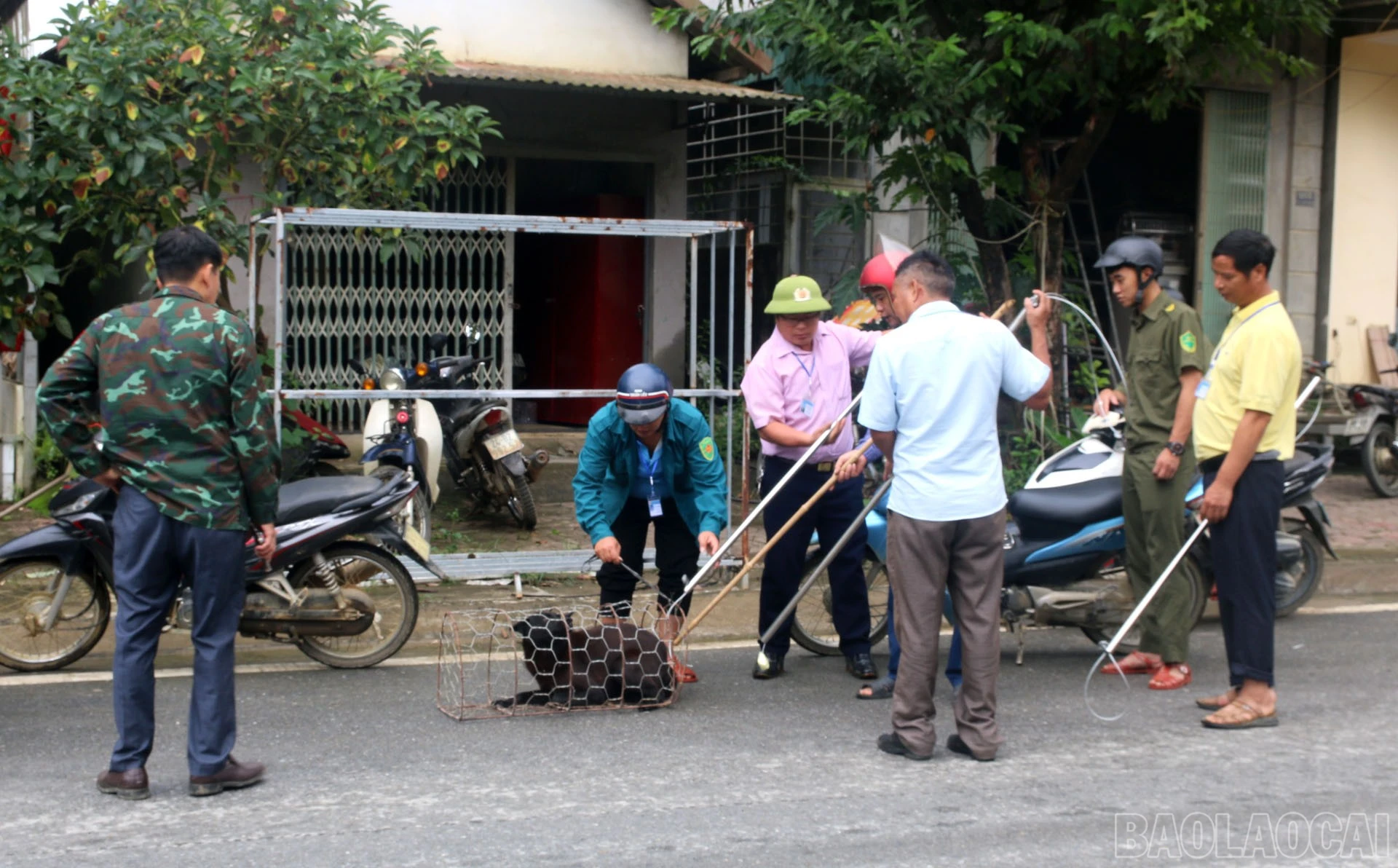 baolaocai-br_bh1-3.jpg