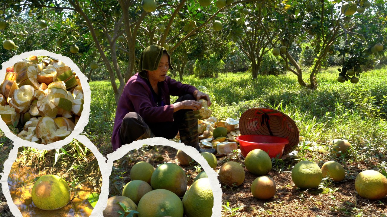 Người dân Khả Lĩnh cặm cụi giữa đống bưởi rụng, cắt từng quả để nhặt hạt bán. vungbuoi2.png