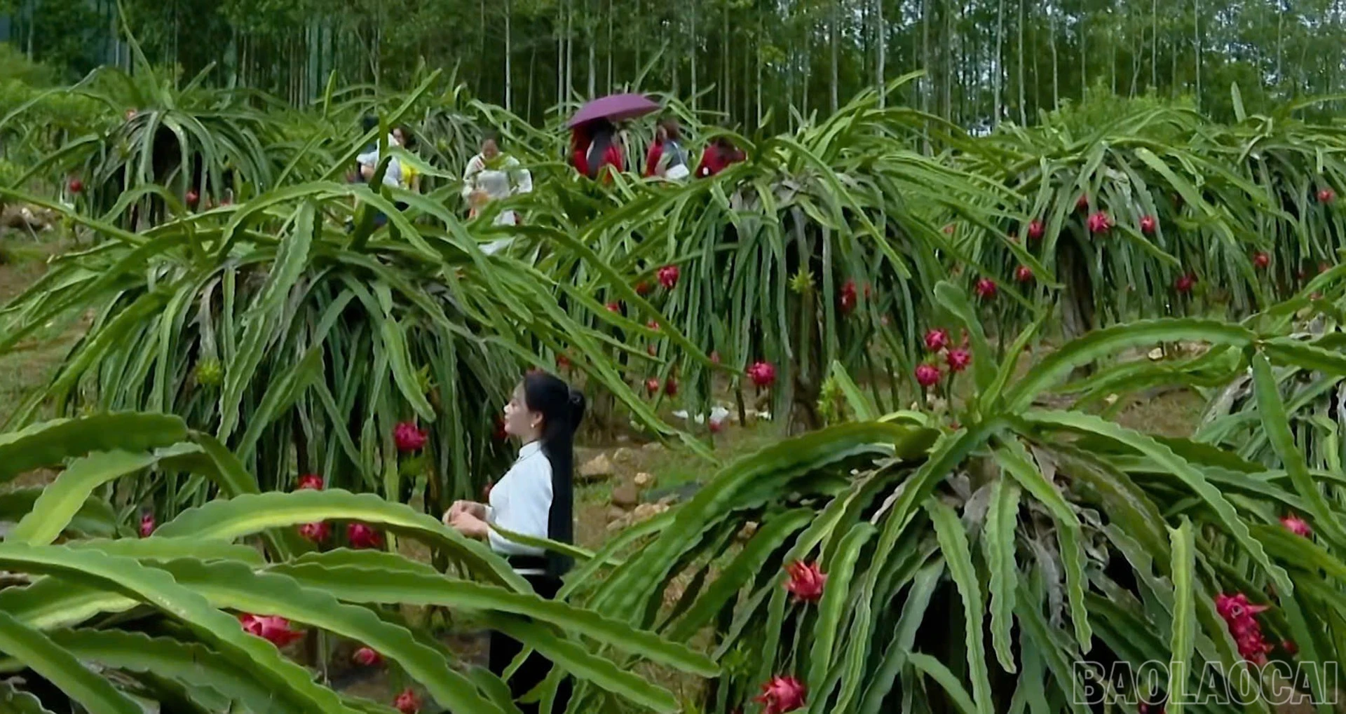 baolaocai-br_du-khach-trai-nghiem-hoa-trai-4-mua-tai-phuong-trung-tam.jpg