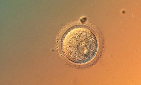 5-6-phoi.jpg