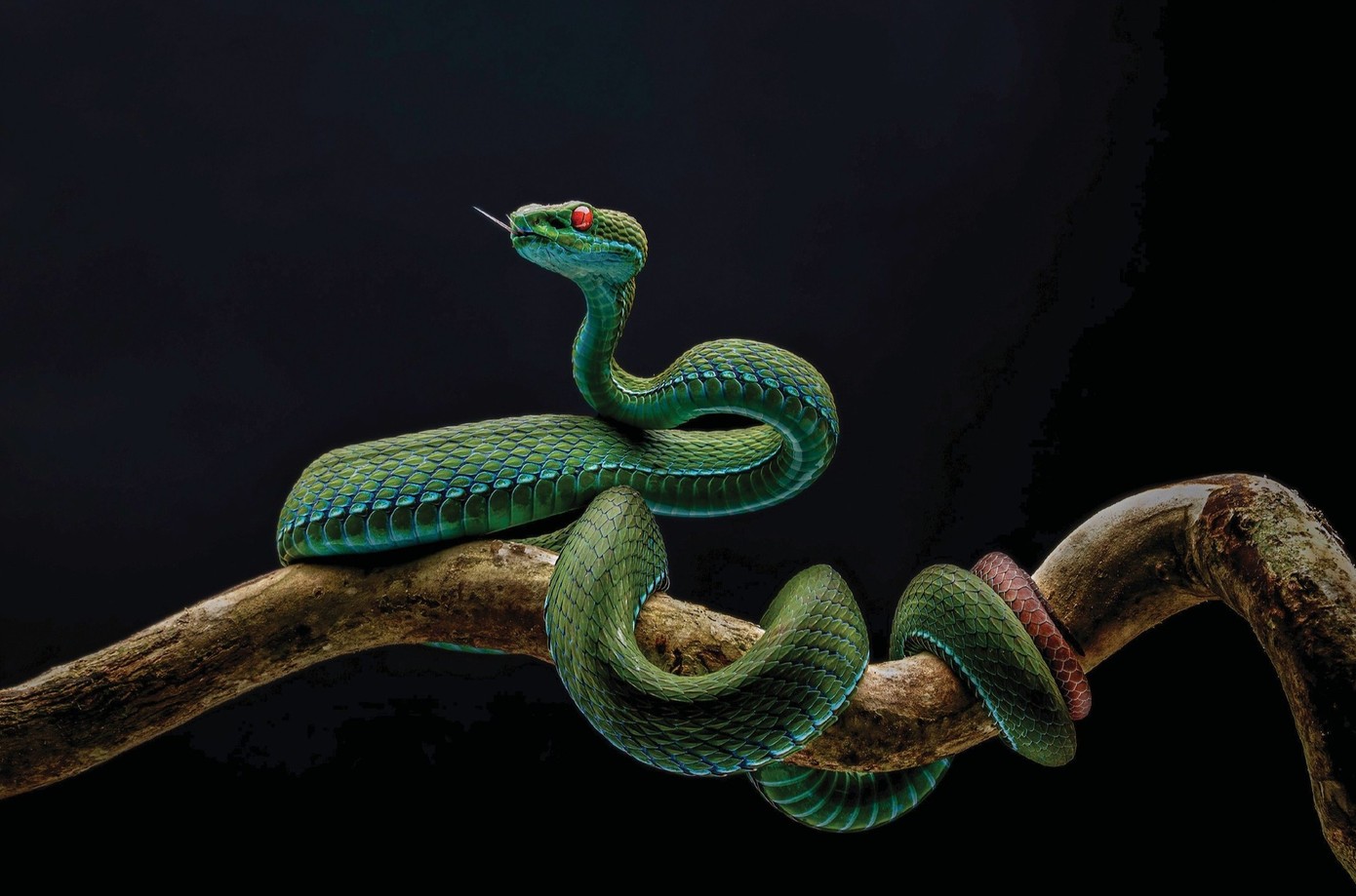 Tác phẩm chụp Rắn lục hồng mắt đỏ bị thu hồi.