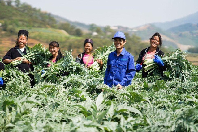 Actiso trồng tại Sapa có hoạt chất làm thuốc cao nhất so với actiso trồng tại các vùng miền khác trên cả nước Actiso trồng tại Sapa có hoạt chất làm thuốc cao nhất so với actiso trồng tại các vùng miền khác trên cả nước