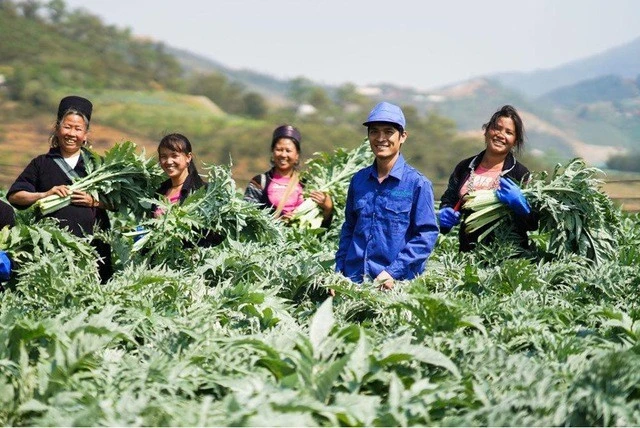 Actiso trồng tại Sapa có hoạt chất làm thuốc cao nhất so với actiso trồng tại các vùng miền khác trên cả nước