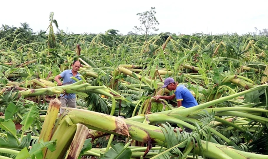 Bộ Tài chính đề xuất mở rộng hỗ trợ của bảo hiểm nông nghiệp. Trong ảnh, vườn chuối bị thiệt hại nặng nề do bão lũ. Ảnh: TP.