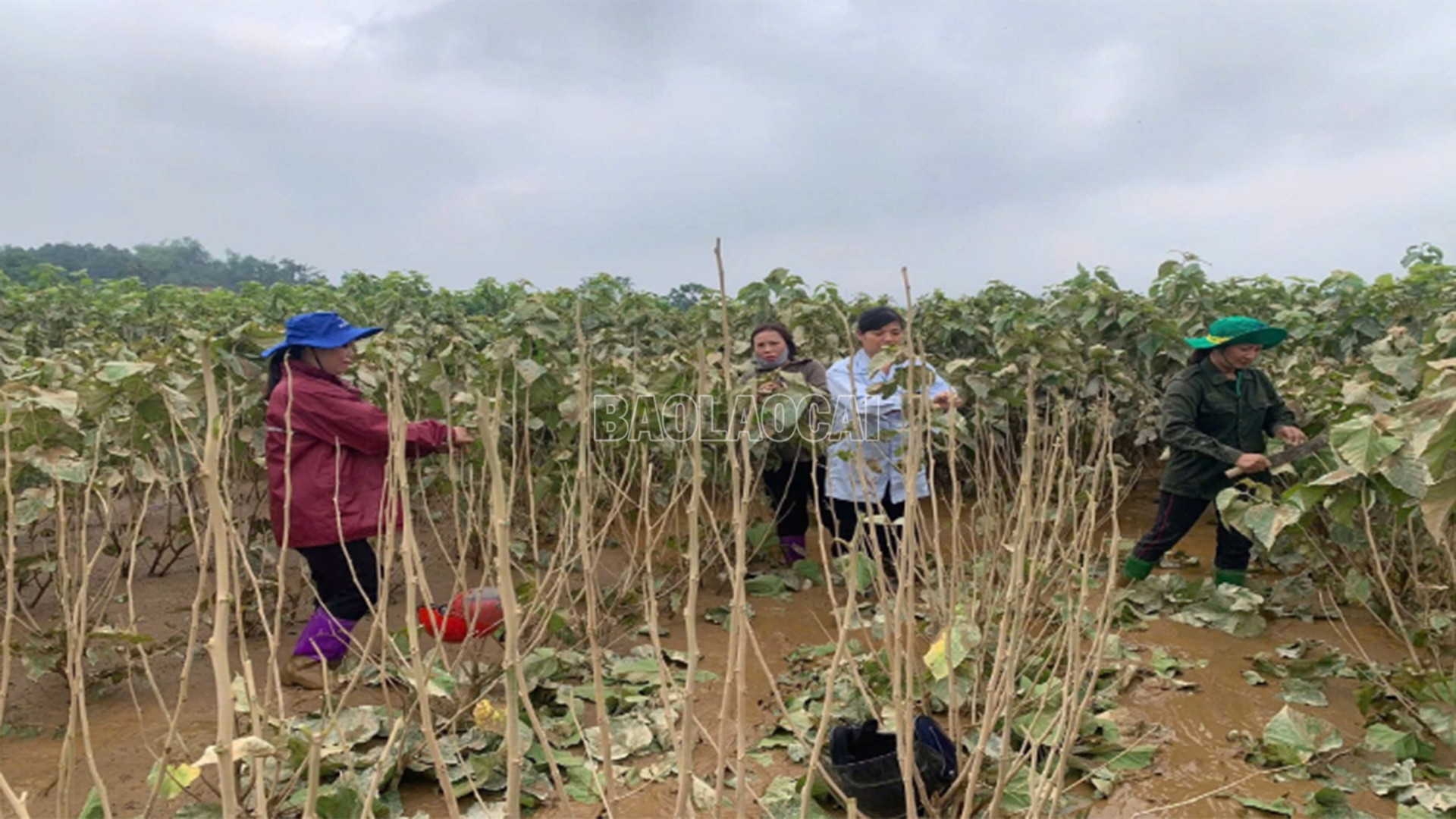 Cán bộ khuyến nông hướng dẫn nông dân xã Trấn Yên khôi phục diện tích dâu tằm. baolaocai-c_3-10-khuyenongbia.jpg