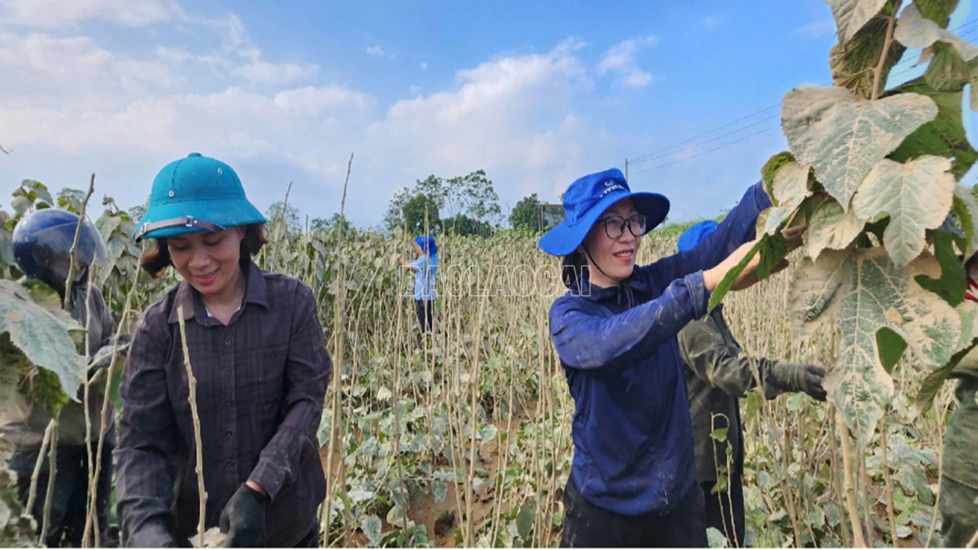 Lãnh đạo, cán bộ Trung tâm Khuyến nông và Dịch vụ nông nghiệp tỉnh Lào Cai hướng dẫn nông dân xã Trấn Yên khôi phục diện tích dâu tằm. baolaocai-c_3-10-khuyenong2.jpg