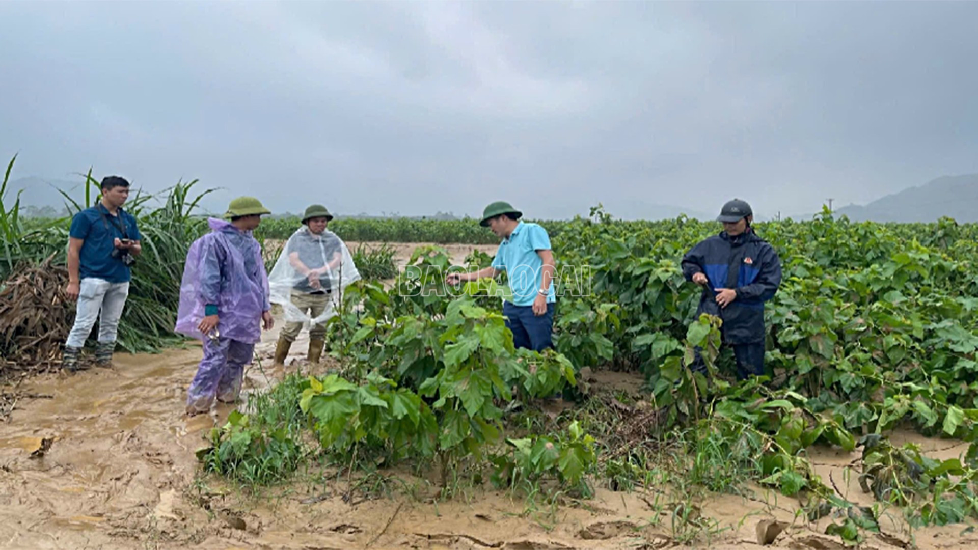 Cán bộ khuyến nông trực tiếp hướng dẫn người dân thôn An Thịnh, xã Mậu A biện pháp kỹ thuật khẩn cấp khắc phục thiệt hại cây dâu tằm. baolaocai-c_3-10-khuyenong3.jpg