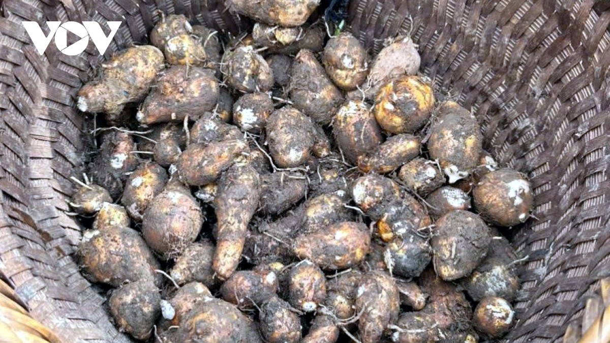 Người dân Lào Cao vẫn gọi khoai sọ là khoai trứng.