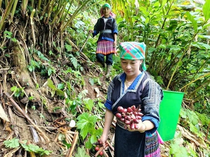 Thảo quả là cây trồng có giá trị kinh tế cao.