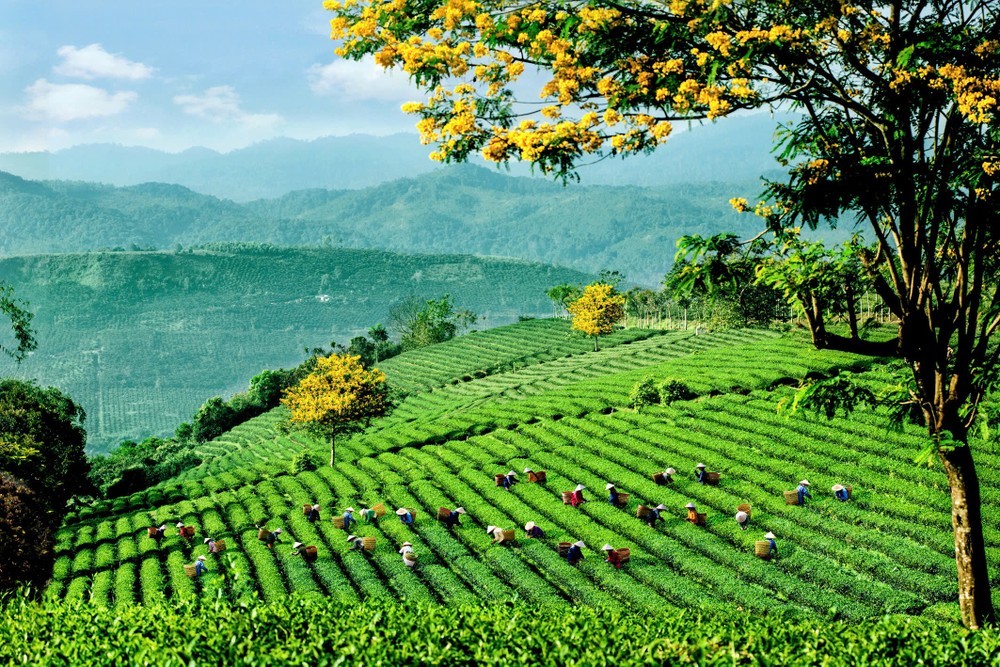 Lễ hội Trà Quốc tế 2025 lần đầu tiên được tổ chức tại Việt Nam.