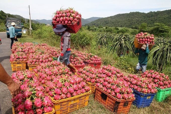 Địa phương lúng túng khi nhận thẩm quyền mới, khiến nhiều loại nông sản đang "tắc đường" sang châu Âu. Ảnh minh họa. Địa phương lúng túng khi nhận thẩm quyền mới, khiến nhiều loại nông sản đang "tắc đường" sang châu Âu. Ảnh minh họa.