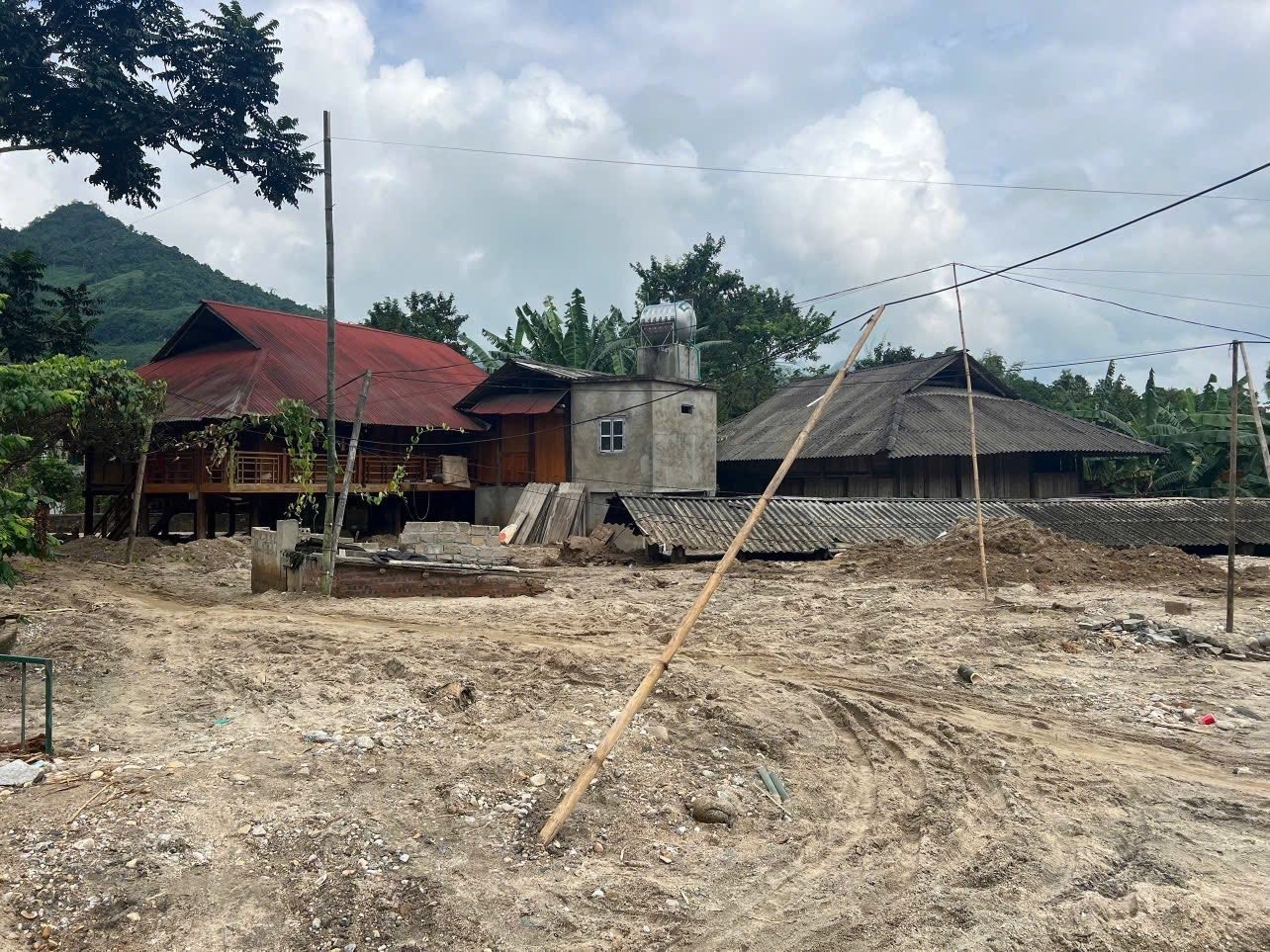 Nhiều do bị vùi lấp trong lớp cát vàng.