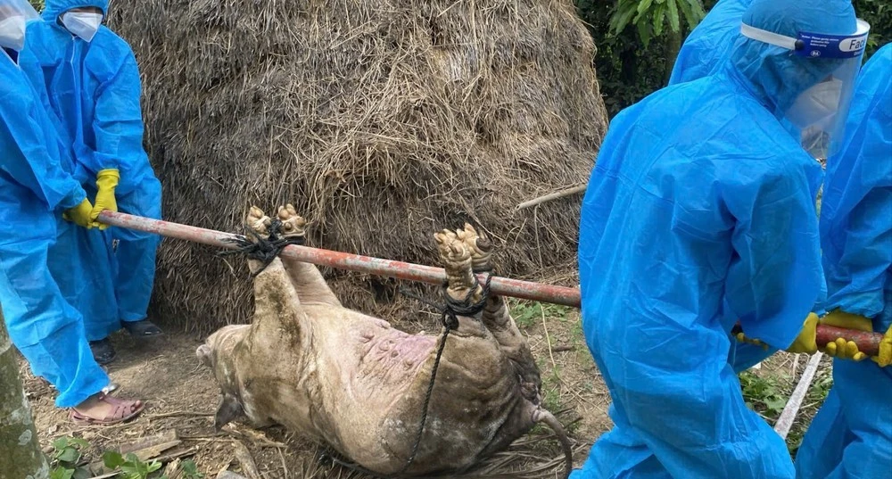 Từ đầu tháng 7 đến nay, dịch tả heo châu Phi đã xuất hiện tại phường Trương Quang Trọng, cơ quan chức năng đã tiêu hủy 22 con heo với tổng trọng lượng hơn 1.045kg, trong đó có 7 con heo thịt, 15 con heo nái.