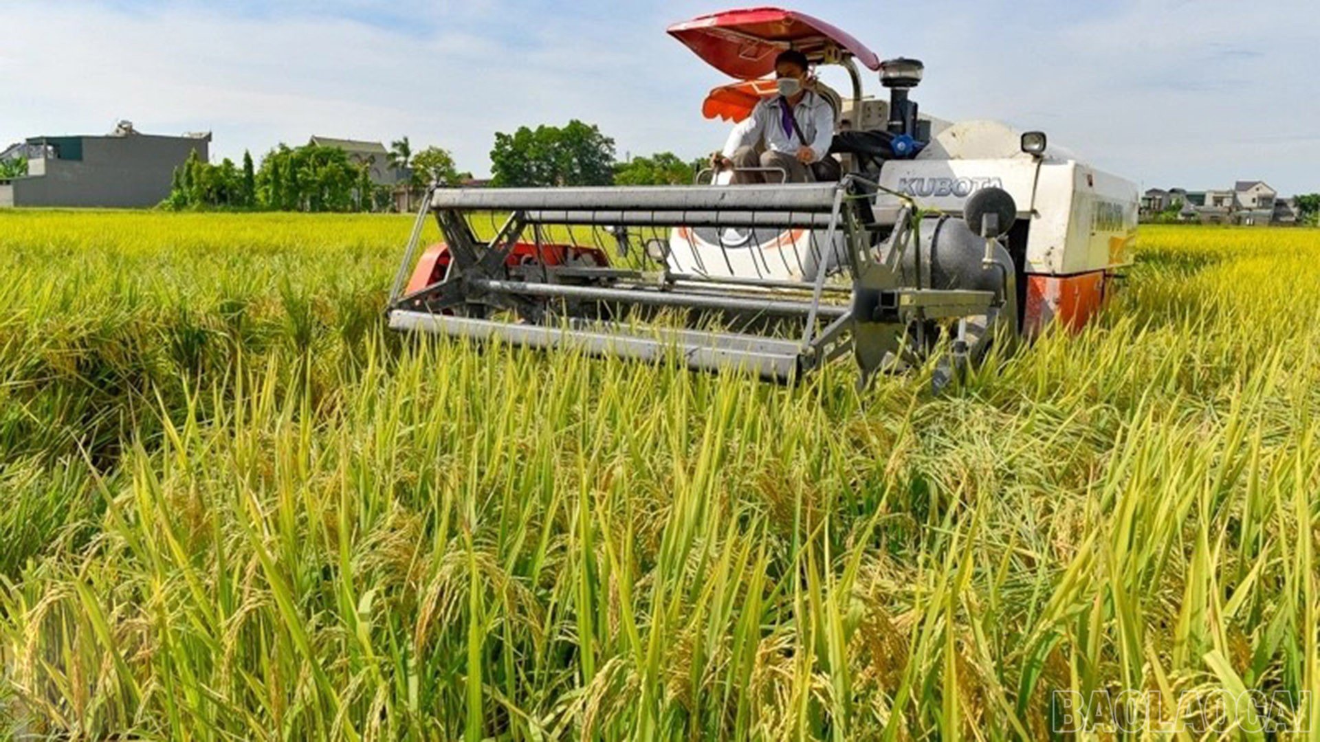Từ nguồn vốn chính sách, nông dân đã mua máy móc, nông cụ đầu tư phát triển sản xuất nông nghiệp, giúp nâng cao năng suất, giảm chi phí lao động và chuyển đổi cơ cấu cây trồng. baolaocai-br_15-10-lua.jpg