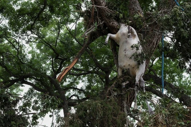 Lũ lụt xảy ra khi Sông Guadalupe vỡ bờ sau trận mưa xối xả trút xuống khu vực miền trung Texas vào thứ Sáu (4/7).