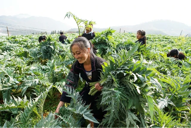 Các hộ dân người H'Mông đang cắt lá actiso tại xã Sa Pả (huyện Sa Pa, Lào Cai)