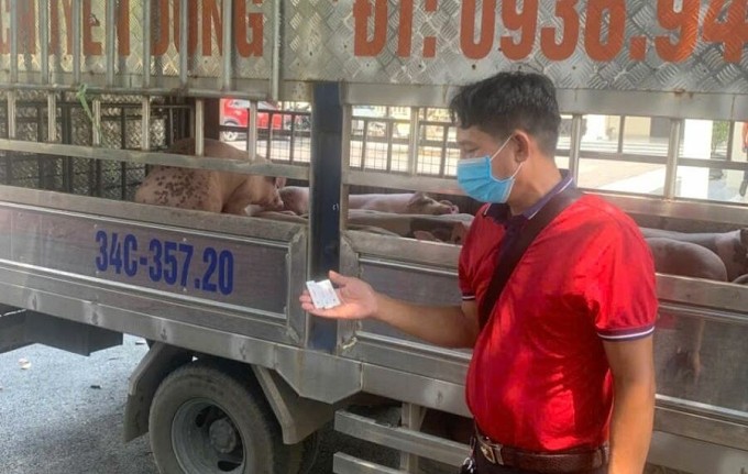 Vận chuyển lợn bị bệnh tả lợn châu Phi đi tiêu thụ bị bắt giữ tại Phú Thọ ngày 9/7. Vận chuyển lợn bị bệnh tả lợn châu Phi đi tiêu thụ bị bắt giữ tại Phú Thọ ngày 9/7.