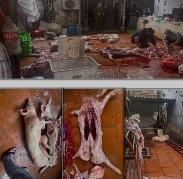 Toàn bộ số thực phẩm đều dương tính với virus gây bệnh Dịch tả lợn Châu Phi