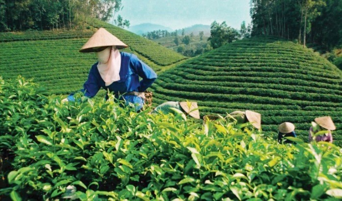 Bộ Công Thương đánh giá, gần 500 container chè bị tắc gây thiệt hại lớn cho doanh nghiệp xuất khẩu và ảnh hưởng trực tiếp đến người trồng chè trong nước.