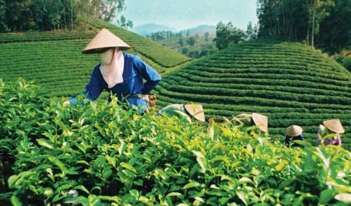 Bộ Công Thương đánh giá, gần 500 container chè bị tắc gây thiệt hại lớn cho doanh nghiệp xuất khẩu và ảnh hưởng trực tiếp đến người trồng chè trong nước.