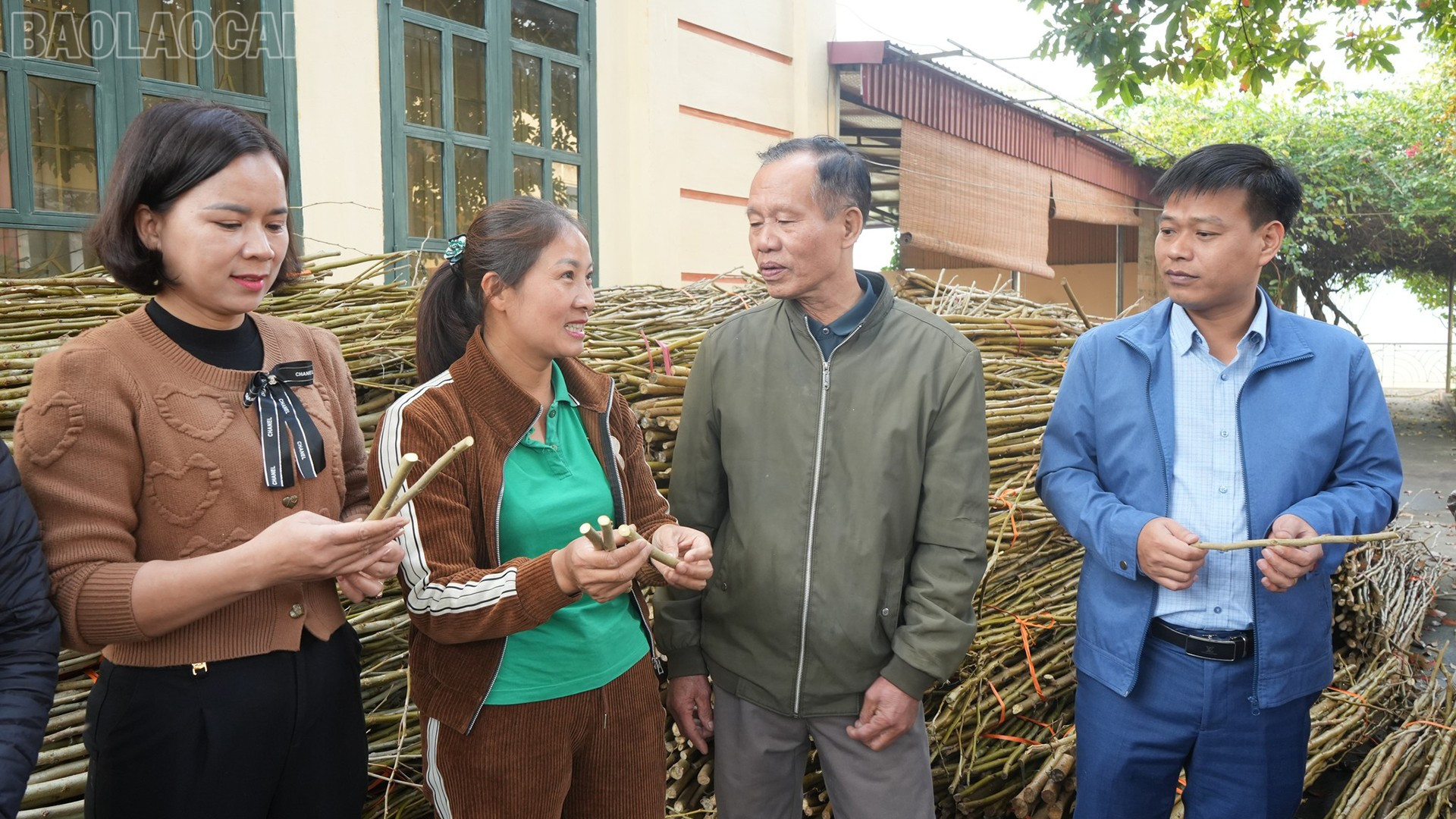 Công ty Cổ phần Dâu tằm tơ Yên Bái cấp dâu giống S7 cho người dân.