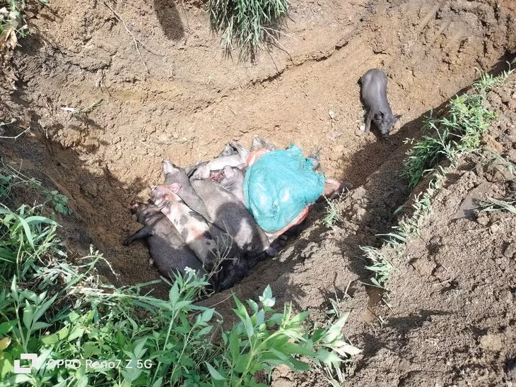 Lực lượng chức năng tiêu hủy lợn mắc bệnh dịch tả châu Phi.