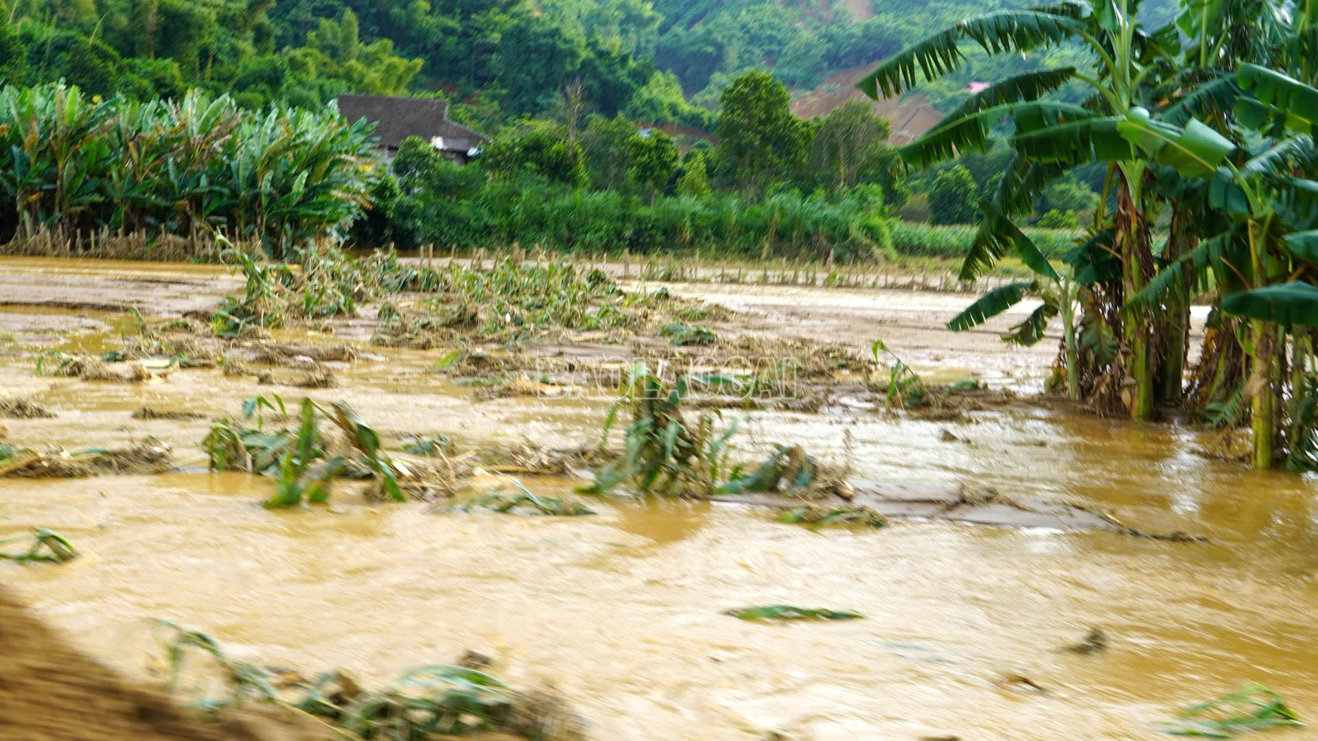 Những diện tích hoa màu của người dân bị mưa vùi lấp, dập đổ. Những diện tích hoa màu của người dân bị mưa vùi lấp, dập đổ.