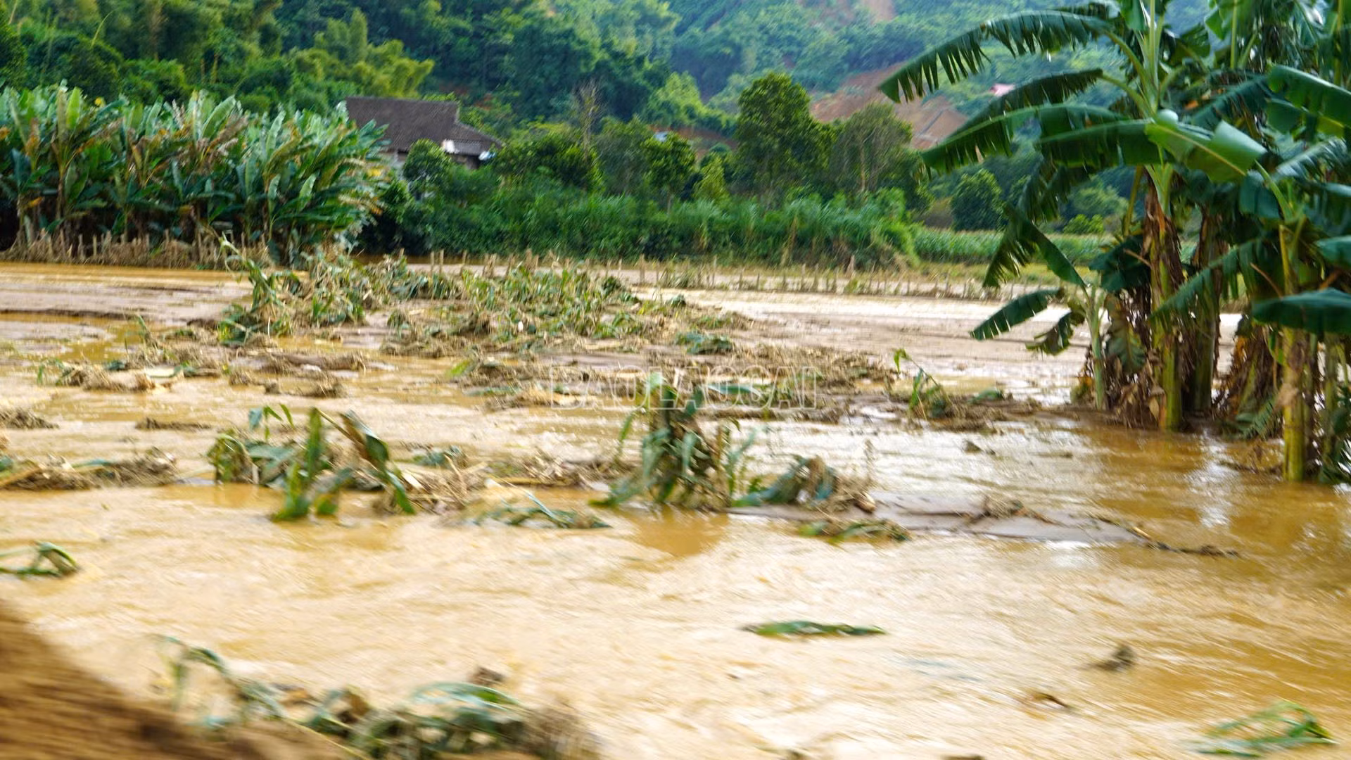 Những diện tích hoa màu của người dân bị mưa vùi lấp, dập đổ.
