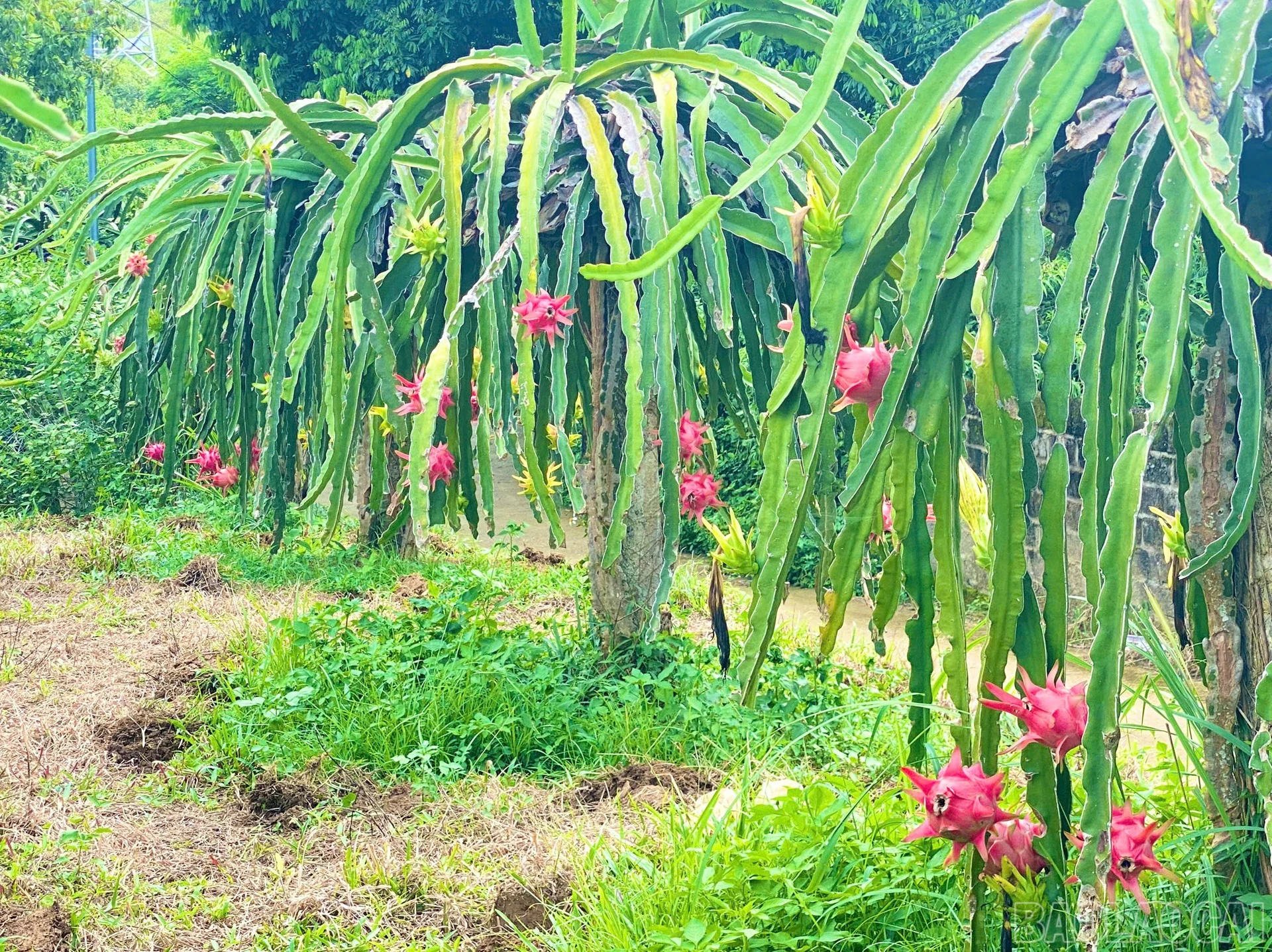 Thanh long sai quả tại nhà vườn Giang Hồng, Tổ dân phố 7.