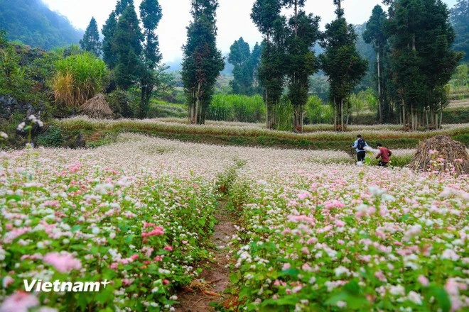 Hoa tam giác mạch.