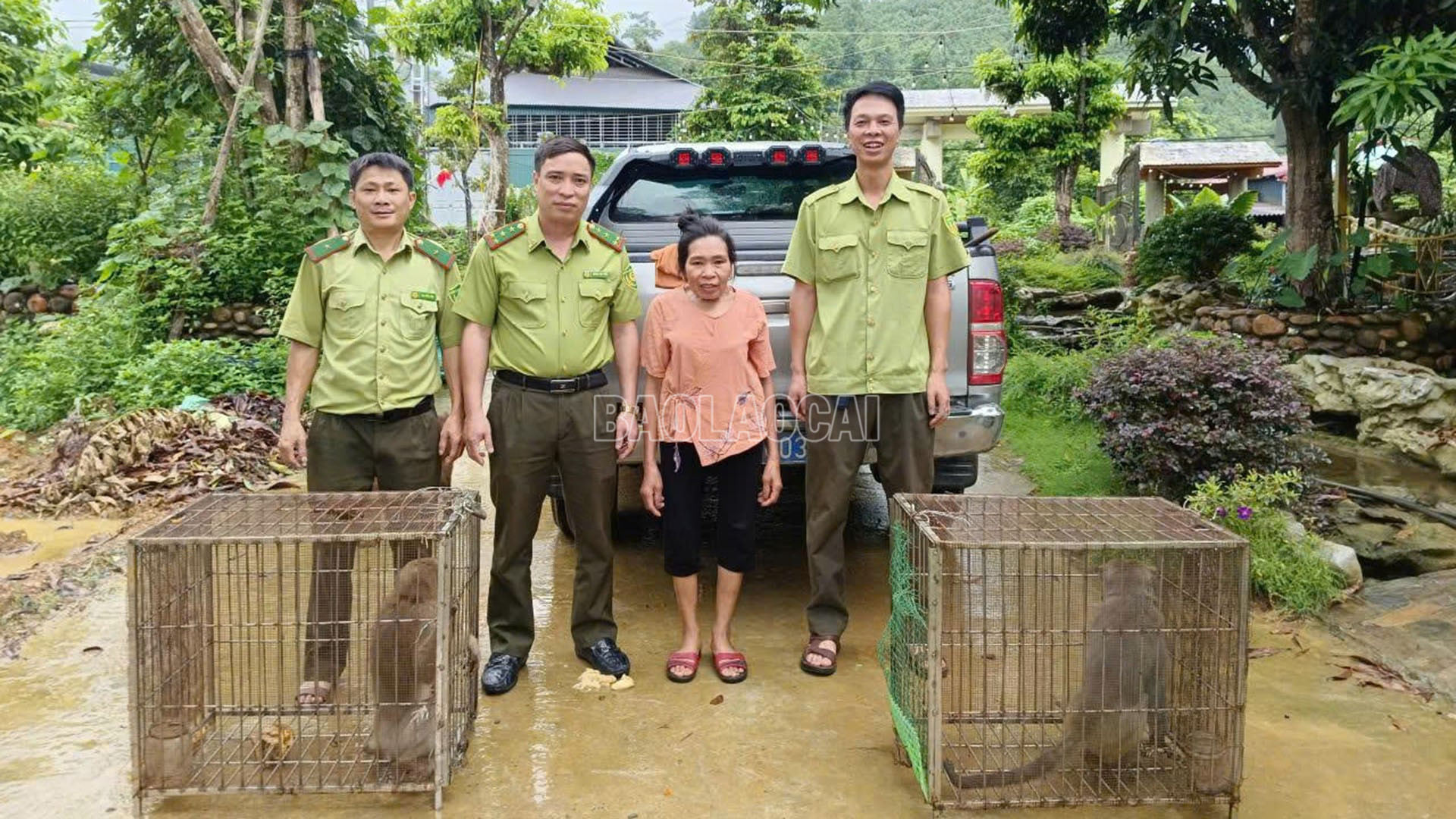 Sau khi được thuyết phục, người dân đã đồng ý bàn giao toàn bộ số động vật cho cơ quan chức năng. baolaocai-c_22-8-dongvat1.jpg