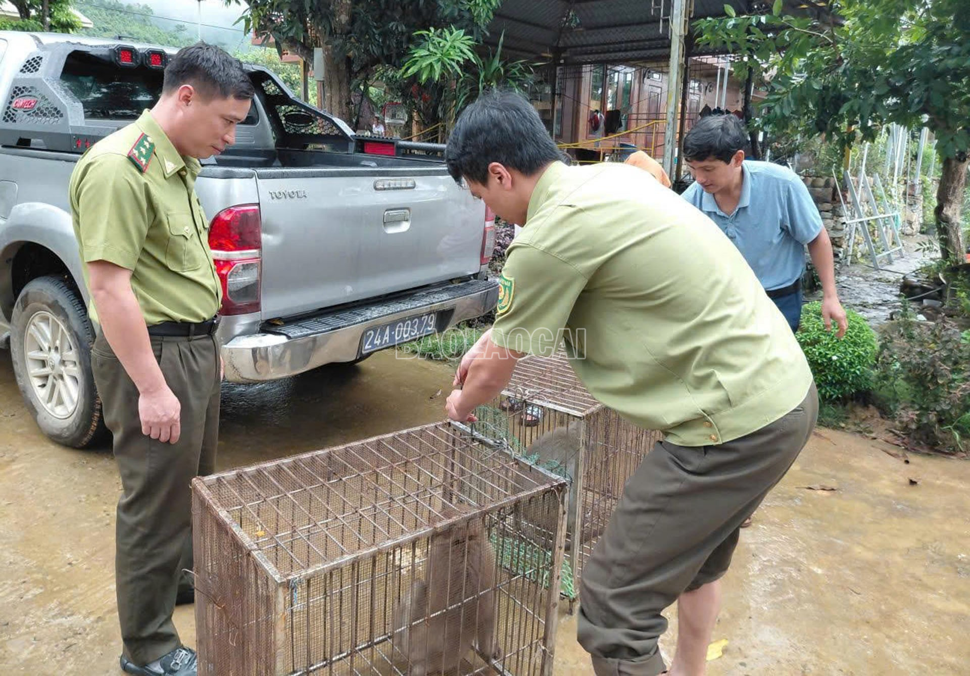 Hạt Kiểm lâm khu vực Mường Khương tiếp nhận và bàn giao 2 cá thể khỉ cho Trung tâm Du lịch và Bảo tồn sinh vật Hoàng Liên. baolaocai-c_22-8-dongvat3.jpg