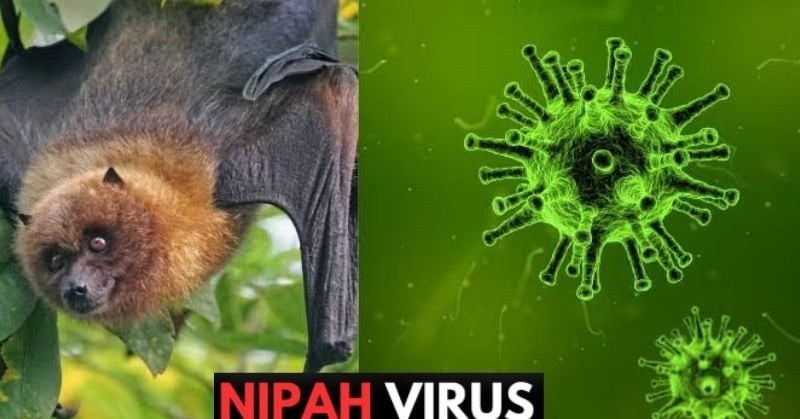 Virus Nipah được xếp vào nhóm bệnh truyền nhiễm loại A, với tỷ lệ tử vong được báo cáo từ 40 đến 75%.