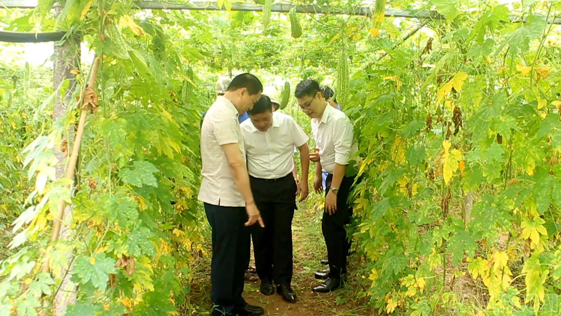 Đoàn giám sát thăm mô hình rau an toàn thôn Soi Cờ.