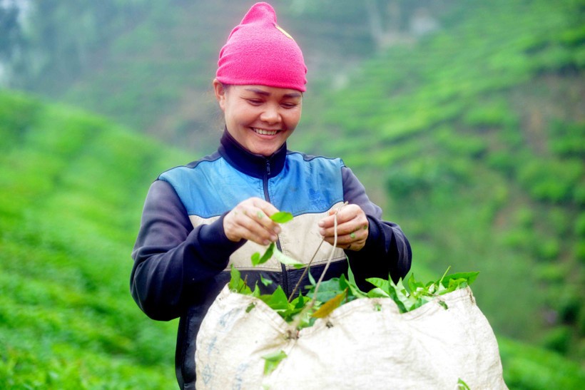 Liên kết sản xuất là chìa khóa vàng trong giảm nghèo.