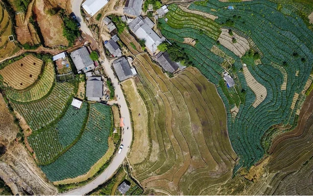 Vùng trồng Actiso nhìn từ trên cao, cánh đồng này đạt chuẩn GACP-WHO.