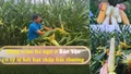 Hàng trăm ha ngô ở Bảo Yên có tỷ lệ kết hạt thấp bất thường