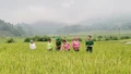 Đánh giá mô hình lúa Séng cù hữu cơ tại xã Mường Vi