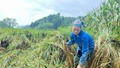 Nỗ lực khắc phục thiệt hại, ổn định mùa vụ