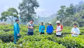 Lùng Húi thoát nghèo từ chuyển đổi cây trồng