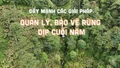 Đẩy mạnh các giải pháp quản lý, bảo vệ rừng dịp cuối năm