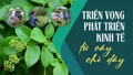 Triển vọng phát triển kinh tế từ cây chè dây