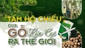“Tấm hộ chiếu” đưa gỗ Lào Cai ra thế giới