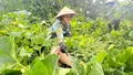 Bát Xát mở rộng mô hình rau hữu cơ