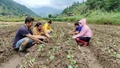 Nông dân trong tỉnh khẩn trương sản xuất vụ đông 