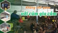 Không chủ quan với cúm gia cầm