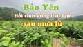 Bảo Yên: Hồi sinh vùng dâu tằm sau mưa lũ