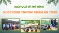 Hiệu quả từ mô hình nuôi ngan thương phẩm an toàn