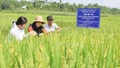 Đánh giá đề tài nghiên cứu, tuyển chọn các giống lúa chất lượng gạo ngon theo hướng thảo dược
