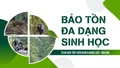 Bảo tồn đa dạng sinh học ở Khu Bảo tồn thiên nhiên Hoàng Liên - Văn Bàn